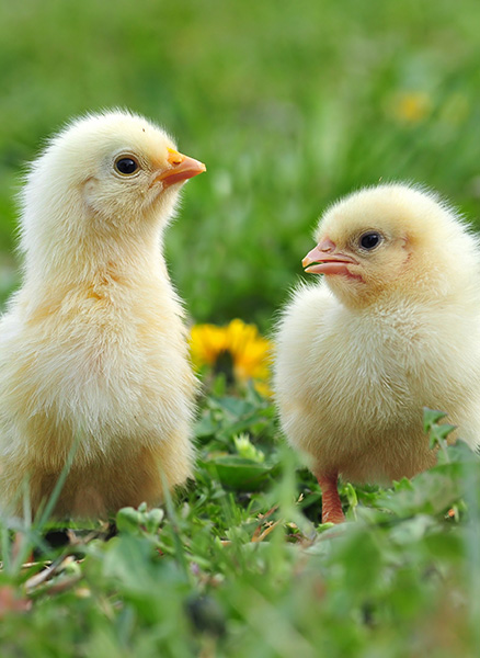 Aves de corral